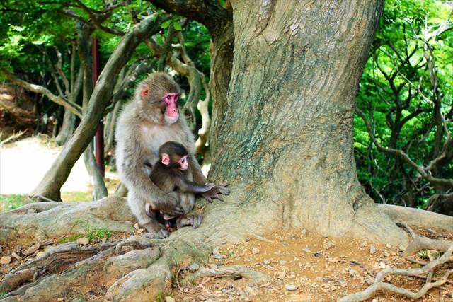 Arashiyama Monkey Park Iwatayama